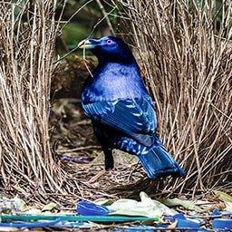 Icon for Hoarder Challenge - Flight