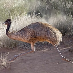 Icon for Pacifist Challenge - Jurassic