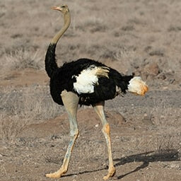 Icon for Counter Strike Challenge - Jurassic