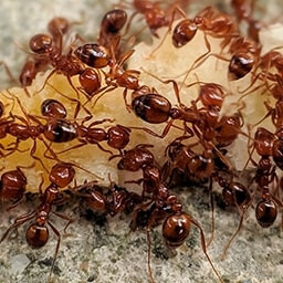 Icon for Superior Challenge - Nature