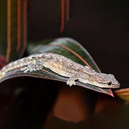 Icon for Proliferator Challenge - Nature