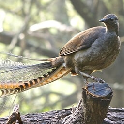 Icon for Worst to First Challenge - Flight