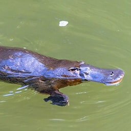 Icon for Diversification Challenge - Nature