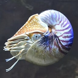 Icon for Survivor Challenge - Jurassic