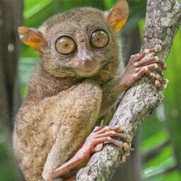 Icon for Carnivorous Challenge - Nature