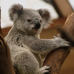 Icon for Slow Eater Challenge - Nature