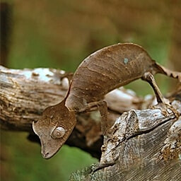 Icon for Single Trait Challenge - Nature