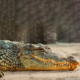 Icon for Jurassic Cards Challenge - Jurassic