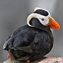 Icon for Opportunistic Challenge - Flight