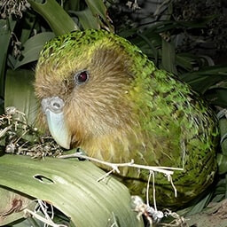 Icon for Natural Population Challenge - Flight