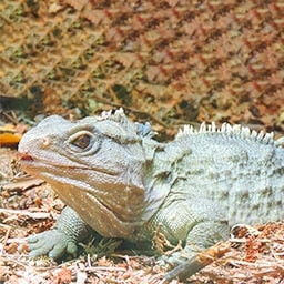 Icon for Single Trait Challenge - Jurassic