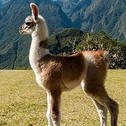 Icon for Defenseless Challenge - Nature