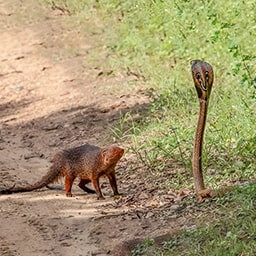 Icon for Small Species Challenge - Nature