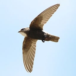 Icon for Birds Only Challenge - Flight