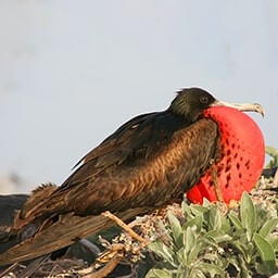 Icon for Self Sufficient Challenge - Flight