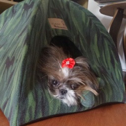 Level 1 - Completed - Normal