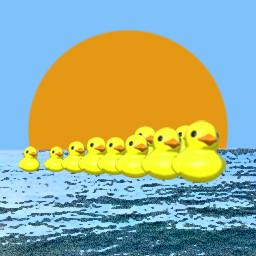 Ducks adrift