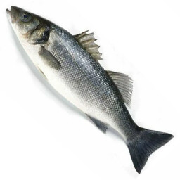 Icon for Proud fish Seabass