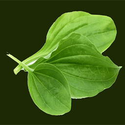 Medicinal herb