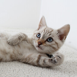 Meow!