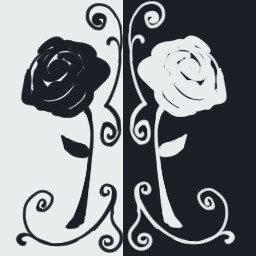 Will you take the white or black rose?