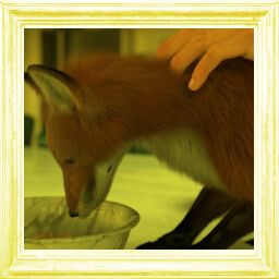 Petting A Fox