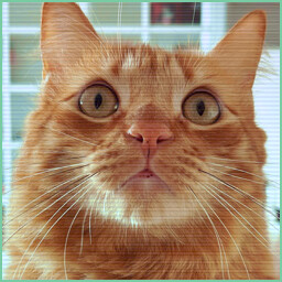 Beyond Purrfect