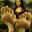 HAELE 3D - Feet Poser Pro - Demo icon