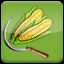 Harvest Corn (2)