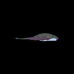 Short-tail Electric Ray