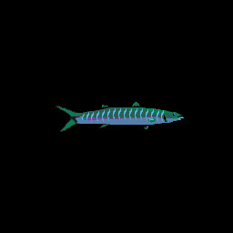 Blackfin Barracuda