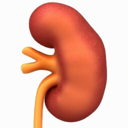 Left kidney