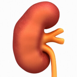 Right kidney