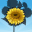 Deluxe! Sunflower
