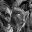 Nightborn icon