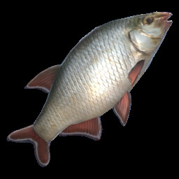 Red eye fish
