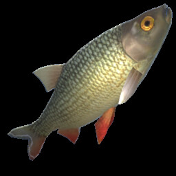 Gold redeye fish
