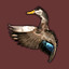 Icon for American Black Duck