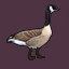 Icon for Canada Goose