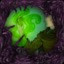 Icon for Oozemancer (Madness (Adventure) difficulty)