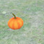Find pumpkin