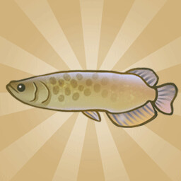 Encountered Asian Arowana