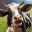 Rancher: A new life icon