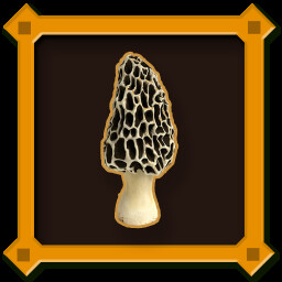 The First Morel