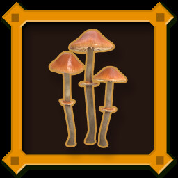 Conocybe Filaris Mushroom