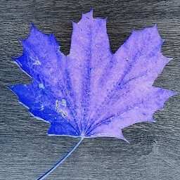 Icon for Fall 2K23 57
