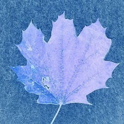 Icon for Fall 2K23 66