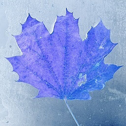 Icon for Fall 2K23 49