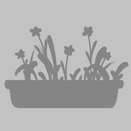 Flower Bed