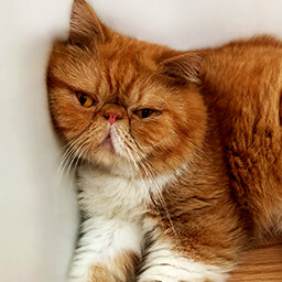 Icon for Found Chico